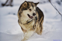 Alaskan Malamute Yokie