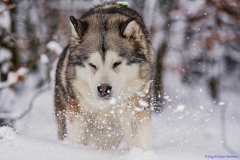 Alaskan Malamute Yokie