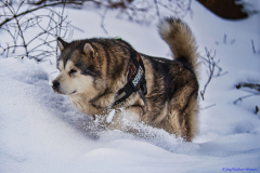Alaskan Malamute Yokie