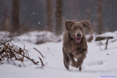 Weimaraner Falko