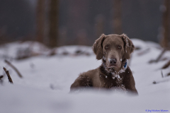 Weimaraner Falko