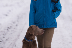 Weimaraner Falko