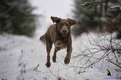 Weimaraner Falko