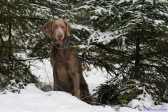 Weimaraner Falko