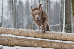 Weimaraner Falko