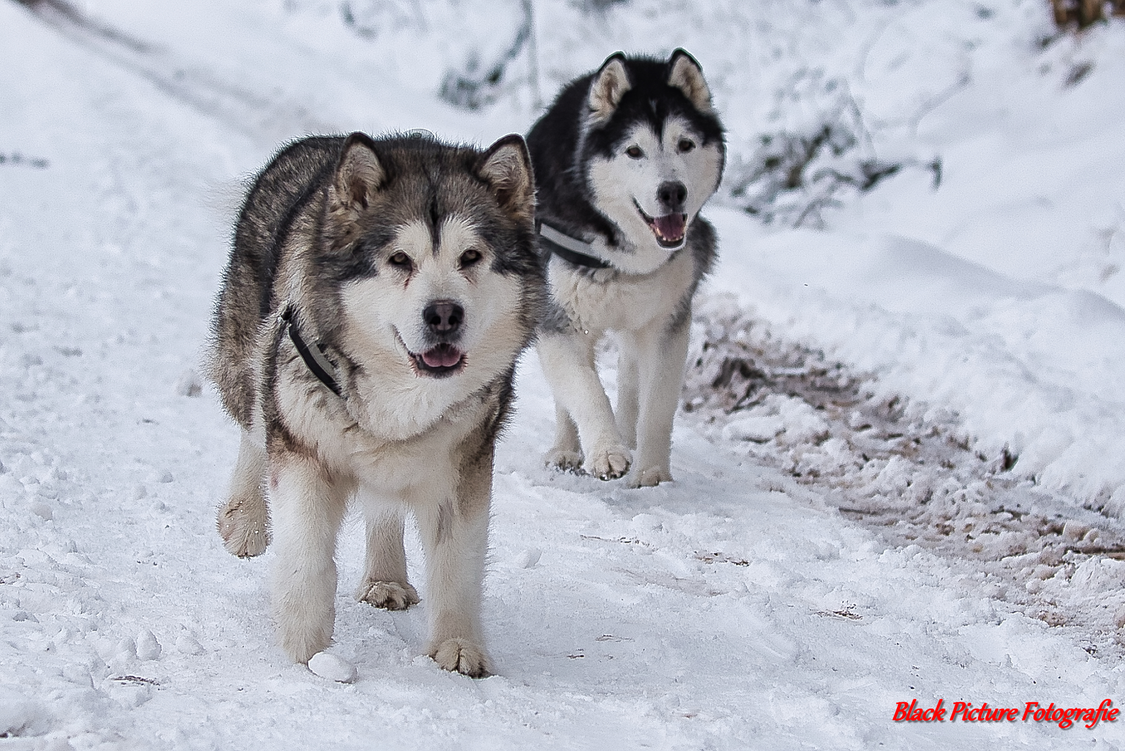 Hundefotografie, Hundeliebe, Dog, Hund, Dogphotography, Hundeleben, Dogs, Hunde, Doglover, Dogoftheday, Hundeblick, Doglife, Hundewelt, Doglove, Hundefoto, Hundemodel, Hundefreunde, Tierfotografie, Alaskan Malamute, Black Picture Fotografie